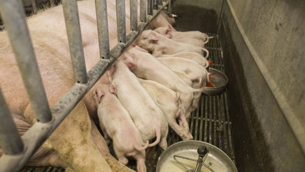 Aplicaciones innovadoras de porcas UNC en diversos sectores